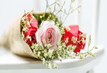 鹧鸪的饲养技术