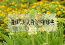 文竹的每月管理