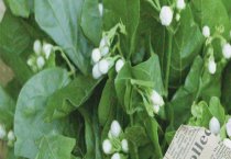 如何提高肉鸽年产窝次