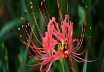 黑莓日光温室丰产栽培技术