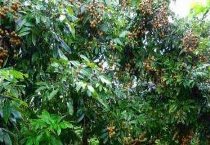 香石竹的凋萎病