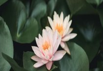 如何让长毛兔增毛四法