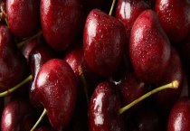 牛蛙红腿病有药可治