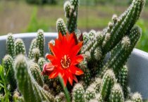 肉兔的繁殖及激素应用方法