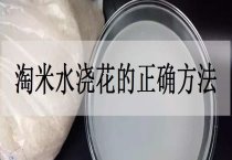 文竹并非怕强光 文竹并非怕强光