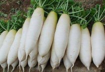 怎样防治水杉赤枯病？