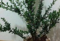 湖南祁阳粮食产业全省领跑（带动农民增收上亿元）