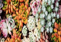 圣女果黄白苗防治技术