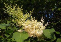 灵芝病害：指孢霉