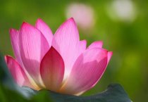 冬闲田栽蘑菇好处多