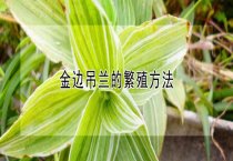 青饲料喂兔效益高
