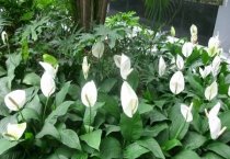 花卉品种--垂枝樱花