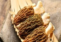 西红柿芽枯病巧防治