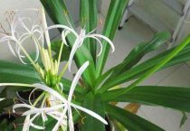 怎样饲养管理日本狐狸犬？