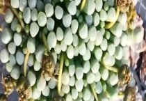 请问五十铃玉的养殖方法和注意事项
