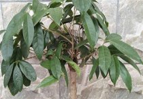 棉花间作油葵娃娃菜栽培技术