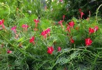 新疆沙雅县(看沙雅养鹿人梦想照进现实) 新疆沙雅县(看沙雅养鹿人梦想照进现实)