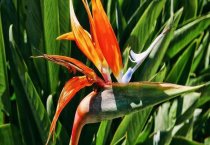 鹤望兰的家庭养殖多久？