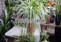 鹿血的鉴别方法