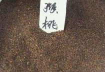 唐菖蒲切花露地生产技术之生长期管理（下）