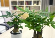 棉花播后几种特殊情况的处理