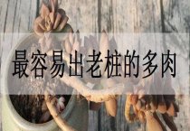 云南樱花