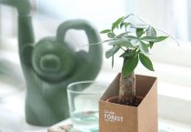 棉花烂铃综防技术