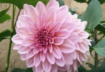 请问大丽花的养殖方法和注意事项