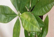 特养的品种:赤链蛇