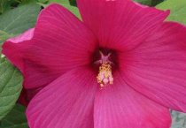 肉狗喂中药 防病又增肥