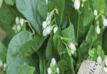 牛蛙夏季养殖要点
