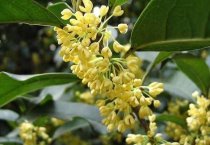 棉花田间管理新技术