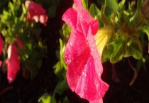 地栽苏铁的修剪