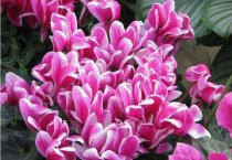 黑木耳菌种鉴别技术