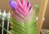 低温处理麝香百合提前到两节绽放