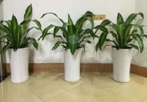 仙客来盆栽技术