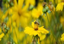 球根秋海棠的养护（一）