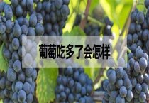 葡萄吃多了会怎样（一天吃多少为宜）