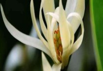 蚕桑专用农药介绍