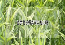 浅谈孔雀产蛋期的管理