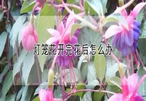 兔吃自己软粪有何原因