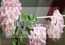请问球兰咋摘心在什么地方