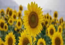 藏獒犬复孔绦虫