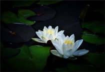 夏季怎么管理仙客来