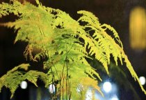 挂果沙糖桔何时合适喷促花剂？