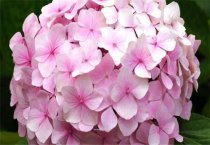 油菜病虫草害农药防止技术