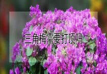 狐狸冬季饲养方法