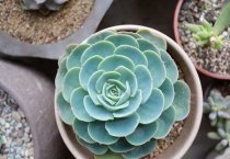 棉花马铃薯套种模式