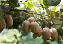 双孢菇个头可人为控制