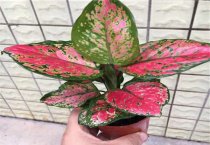 请问彩叶万年青的养殖方法和注意事项